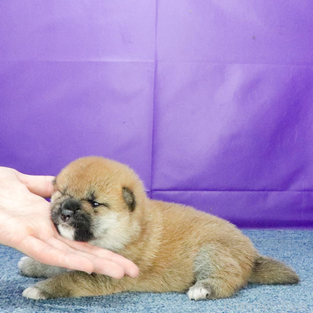 販売中の愛知県の柴犬-395542の2枚目