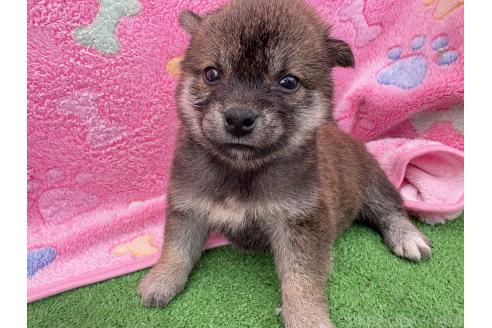 販売中の千葉県の柴犬-395183の5枚目