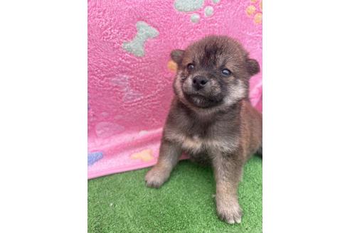 販売中の千葉県の柴犬-395183の4枚目