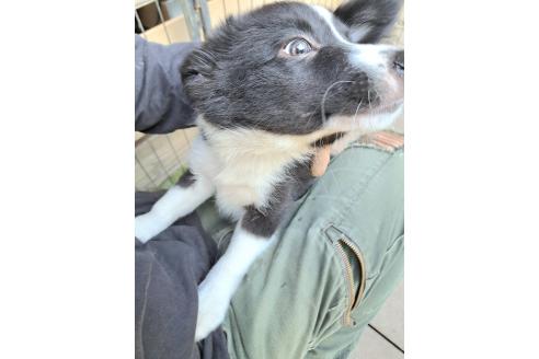 販売中の千葉県のミックス犬-388044の10枚目