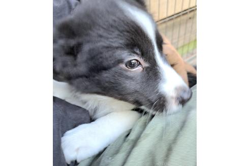 販売中の千葉県のミックス犬-388044