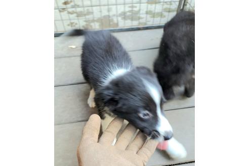 販売中の千葉県のミックス犬-388044の5枚目