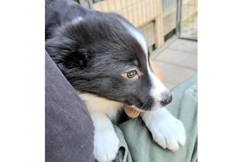 販売中の千葉県のミックス犬-388044の3枚目