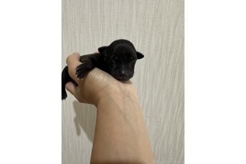 販売中の佐賀県のイタリアングレーハウンド(イタグレ)-395547の3枚目