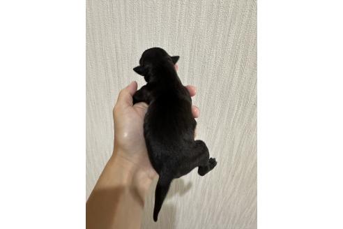 販売中の佐賀県のイタリアングレーハウンド(イタグレ)-395547の2枚目