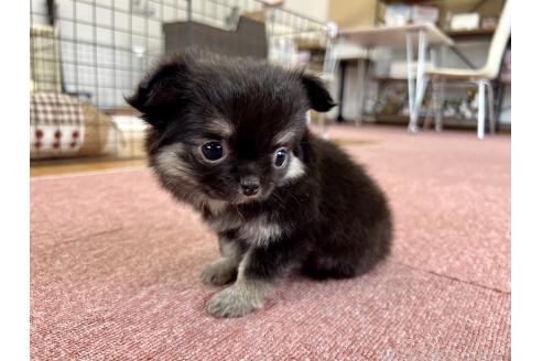 成約済の香川県のチワワ(ロングコート)-394074の15枚目