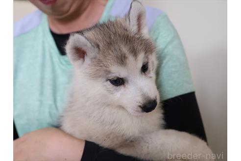 成約済の愛知県のシベリアンハスキー-392381の11枚目