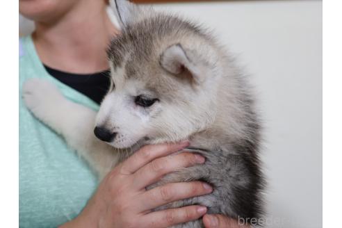 成約済の愛知県のシベリアンハスキー-392381の10枚目