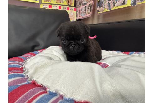 商談中の岐阜県のパグ-392547の15枚目