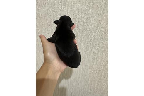 販売中の佐賀県のイタリアングレーハウンド(イタグレ)-395553の2枚目