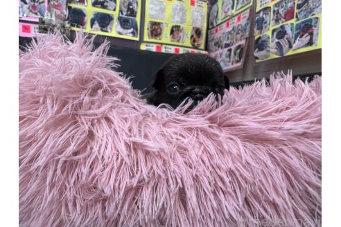 販売中の岐阜県のパグ-395555の7枚目