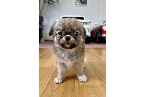 成約済の香川県のチワワ(ロングコート)-394064の20枚目