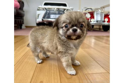 成約済の香川県のチワワ(ロングコート)-394064の11枚目