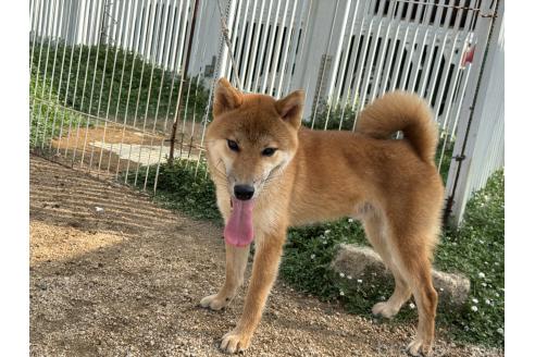 販売中の岡山県の柴犬-368104の5枚目