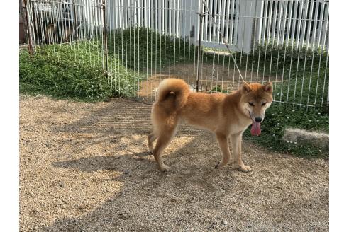 販売中の岡山県の柴犬-368104の4枚目