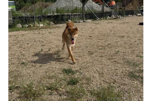 販売中の岡山県の柴犬-368104の3枚目