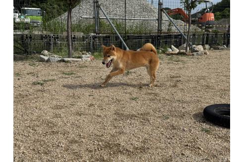 販売中の岡山県の柴犬-368104の2枚目