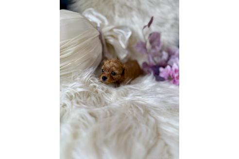 販売中の東京都のミックス犬-393680の4枚目