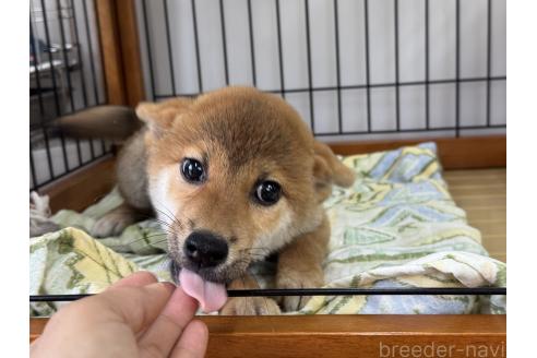 販売中の岡山県の柴犬-384347の5枚目