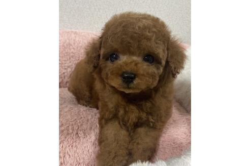 販売中の岡山県のティーカッププードル-395563の5枚目
