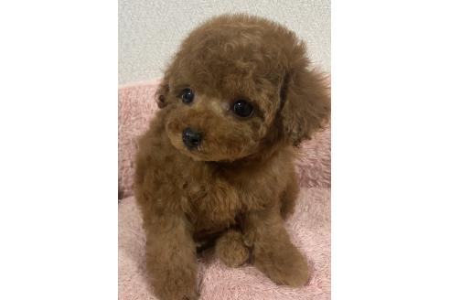 販売中の岡山県のティーカッププードル-395563の3枚目