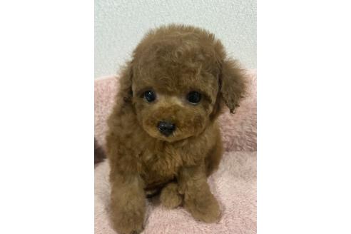 販売中の岡山県のティーカッププードル-395563の2枚目