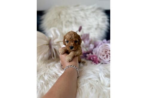 販売中の東京都のミックス犬-393681の4枚目
