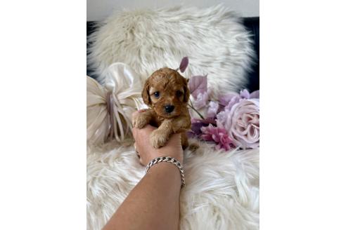販売中の東京都のミックス犬-393681の3枚目