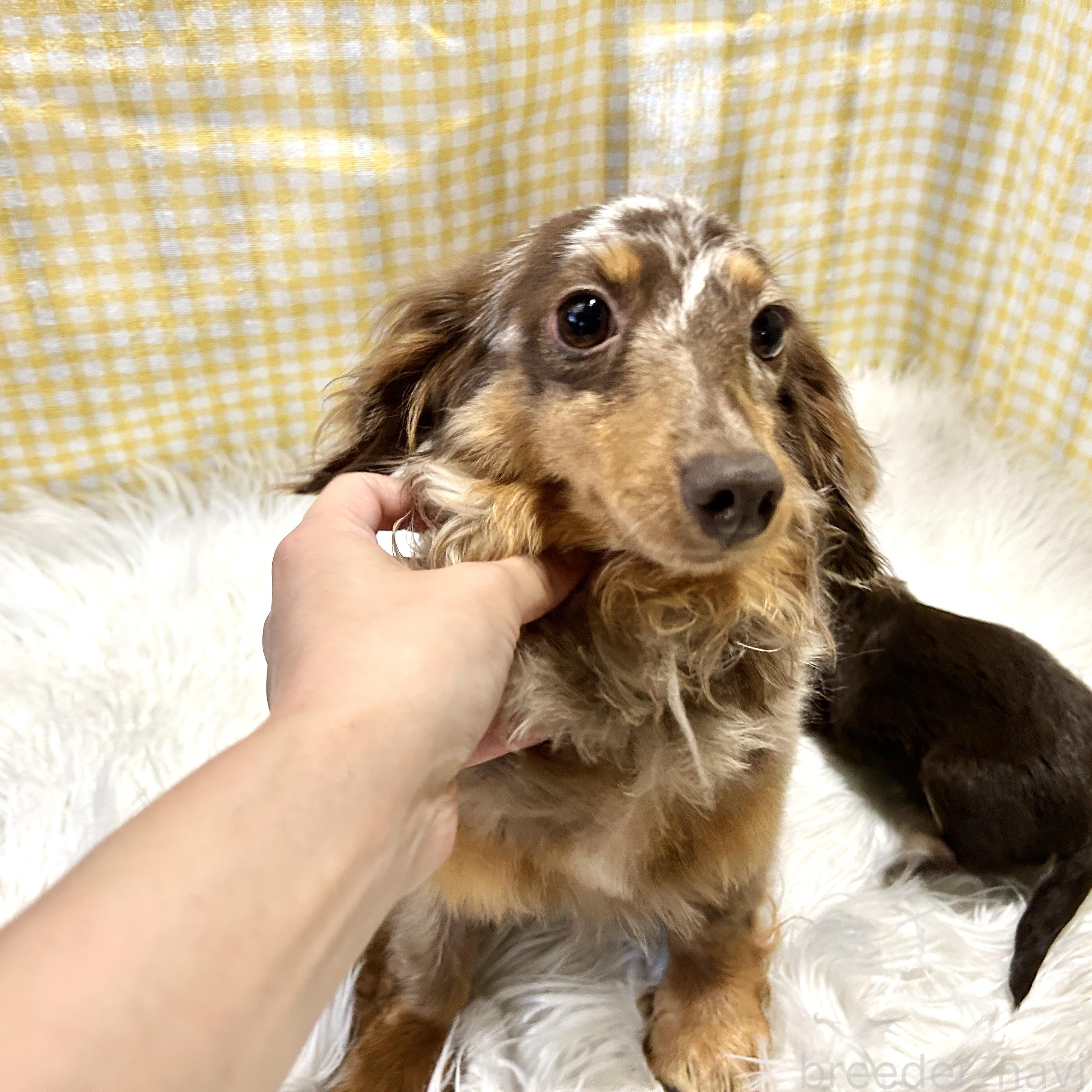 販売中の栃木県のチワックス:チワワ×ミニチュアダックスフンド-395570の2枚目