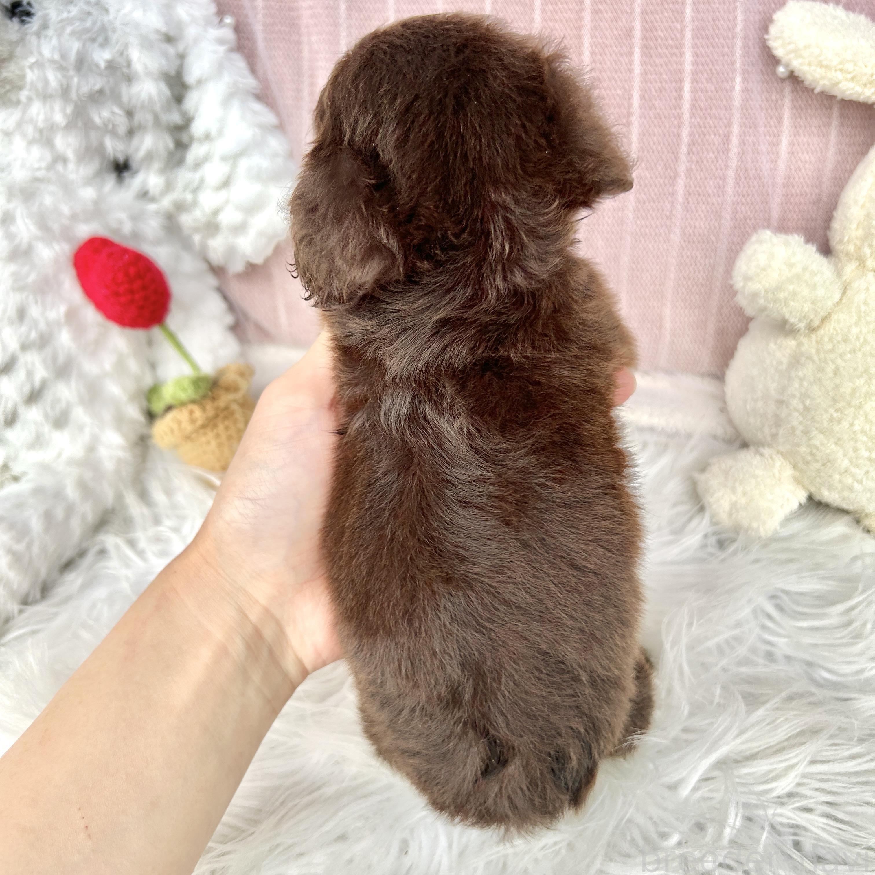 販売中の栃木県のチワックス:チワワ×ミニチュアダックスフンド-394880の17枚目