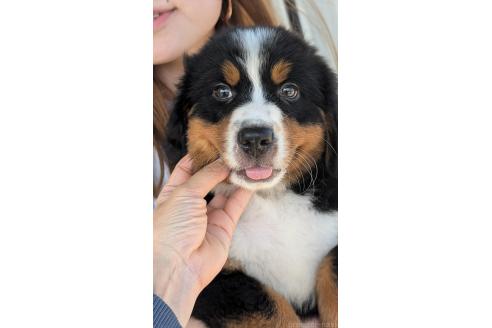 成約済の愛知県のバーニーズマウンテンドッグ-386368の2枚目