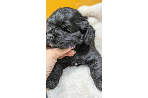 販売中の愛知県のアメリカンコッカースパニエル-395578の19枚目