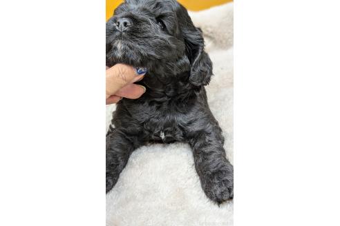 販売中の愛知県のアメリカンコッカースパニエル-395578の18枚目