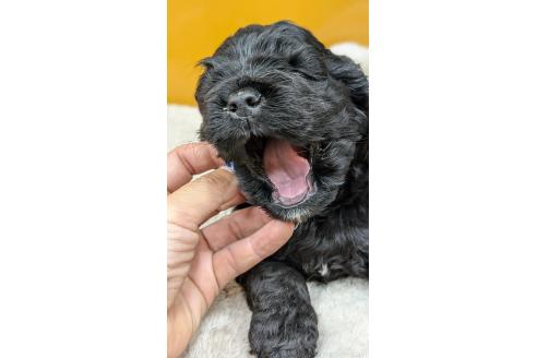 販売中の愛知県のアメリカンコッカースパニエル-395578の13枚目