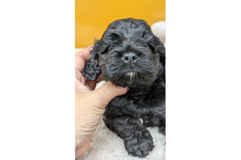 販売中の愛知県のアメリカンコッカースパニエル-395578の11枚目