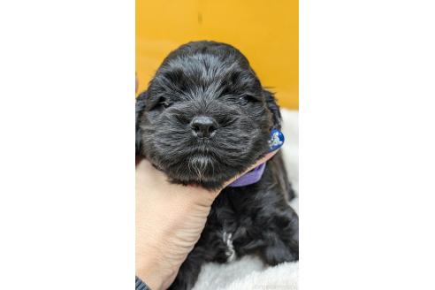 販売中の愛知県のアメリカンコッカースパニエル-395579の11枚目