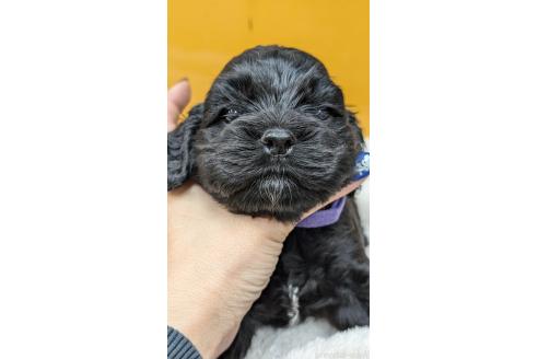 販売中の愛知県のアメリカンコッカースパニエル-395579の10枚目