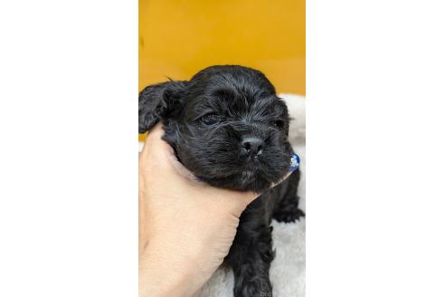 販売中の愛知県のアメリカンコッカースパニエル-395580の21枚目