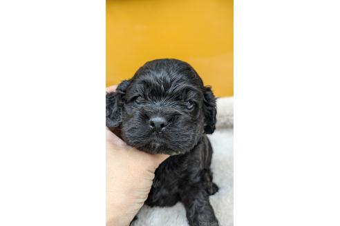 販売中の愛知県のアメリカンコッカースパニエル-395580の18枚目