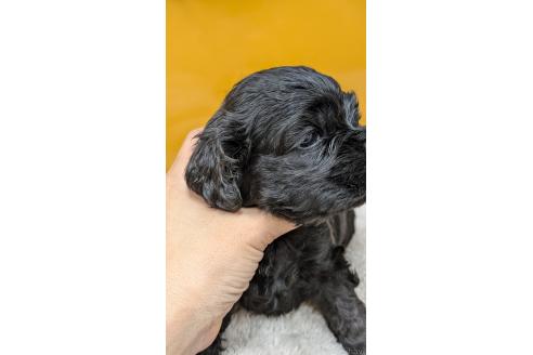 販売中の愛知県のアメリカンコッカースパニエル-395580の14枚目