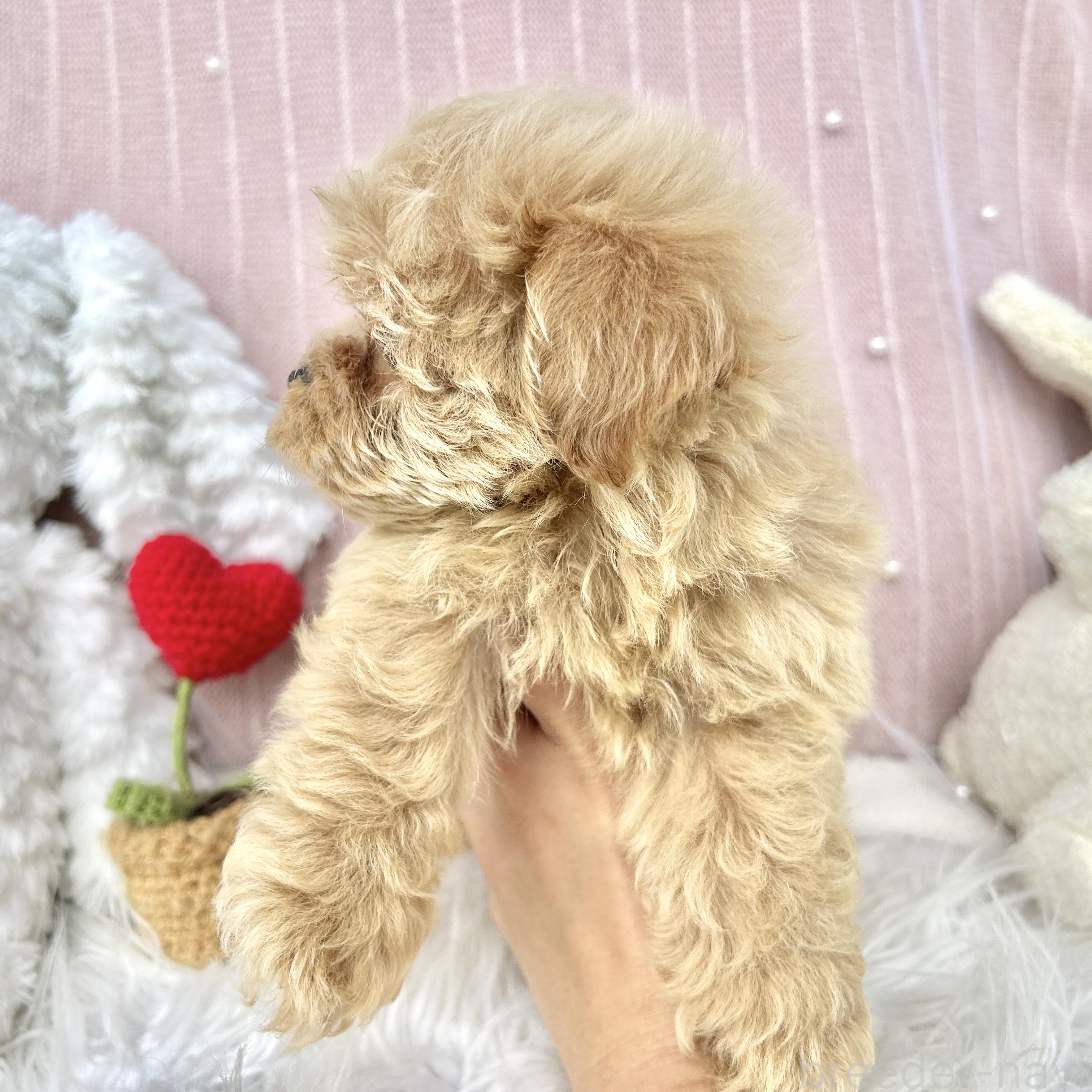 成約済の栃木県のマルプー:マルチーズ×トイプードル-393236の7枚目