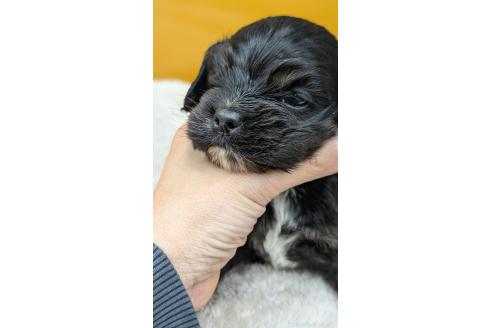 販売中の愛知県のアメリカンコッカースパニエル-395581の16枚目