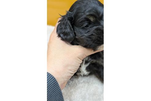 販売中の愛知県のアメリカンコッカースパニエル-395581の14枚目