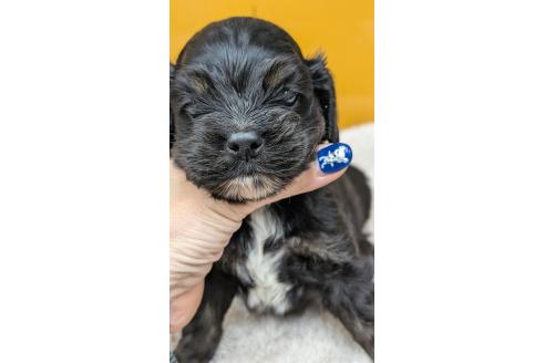 販売中の愛知県のアメリカンコッカースパニエル-395581の12枚目