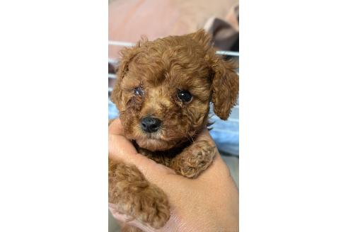 販売中の愛知県のタイニープードル-392577の12枚目