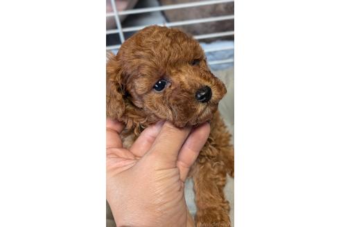 成約済の愛知県のタイニープードル-392578の14枚目