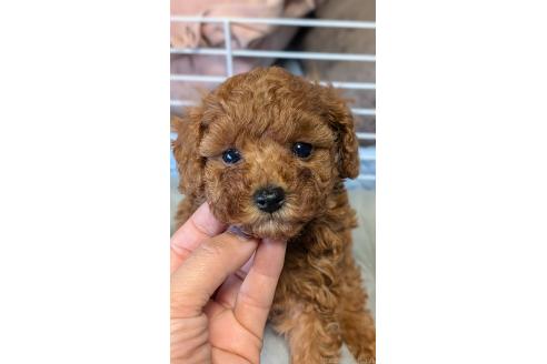 成約済の愛知県のタイニープードル-392578の12枚目