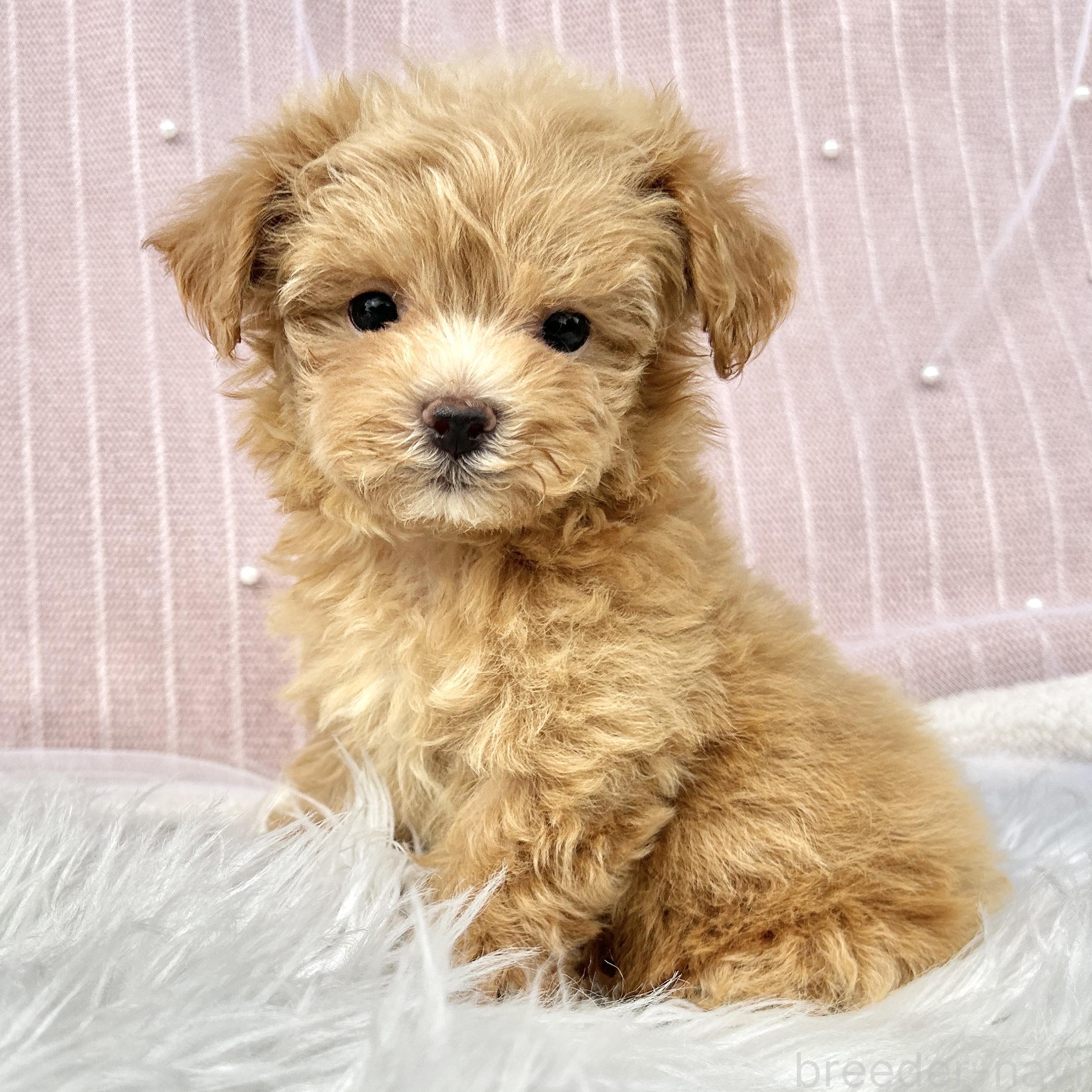 販売中の栃木県のマルプー:マルチーズ×トイプードル-393237の17枚目