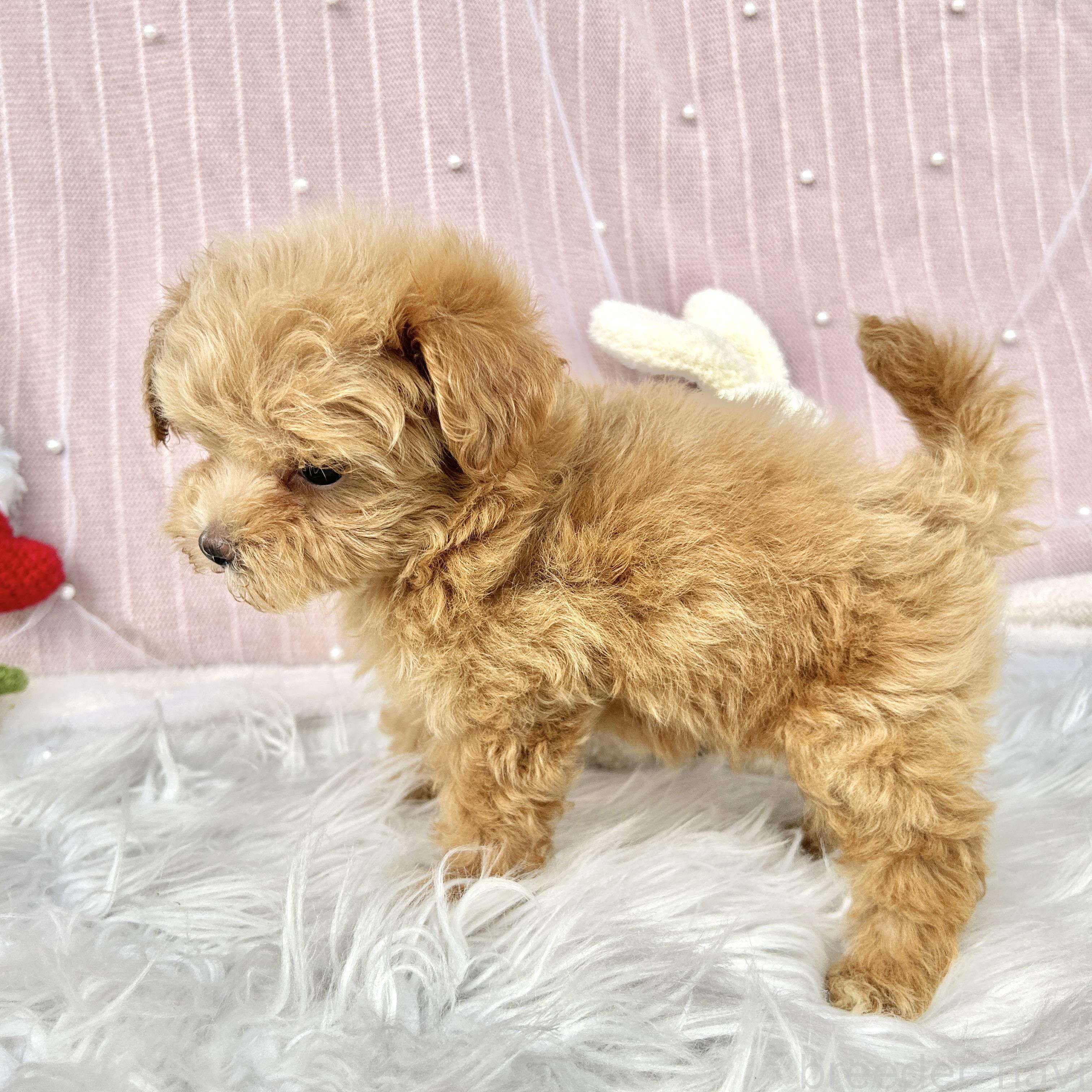 販売中の栃木県のマルプー:マルチーズ×トイプードル-393237の16枚目