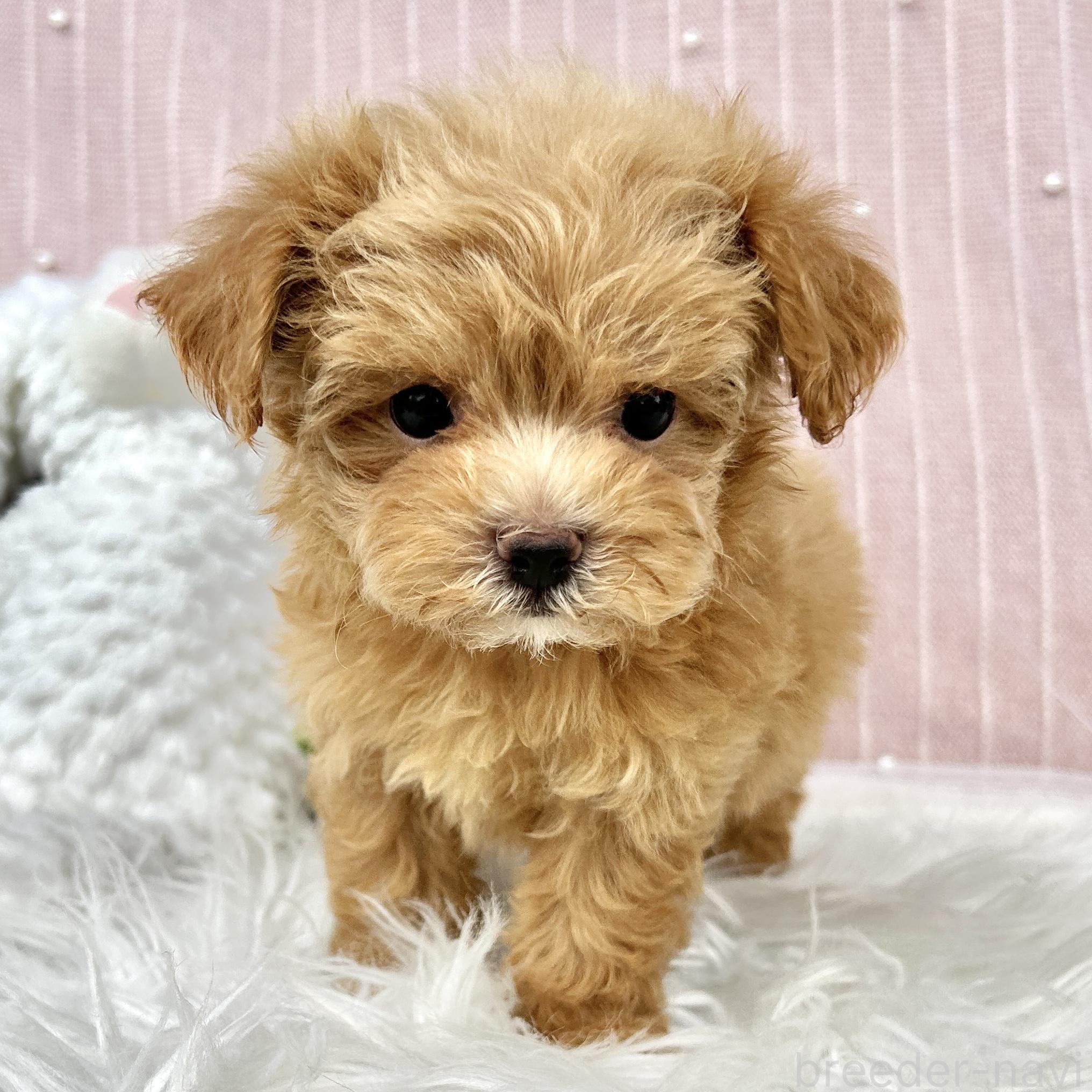 販売中の栃木県のマルプー:マルチーズ×トイプードル-393237の15枚目